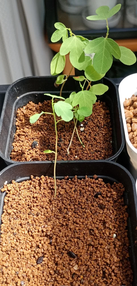 Passiflora manicata (パッシフローラ マニカータ)